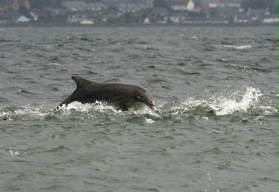 Bottlenose Dolphin <i>Tursiops truncatus</i>